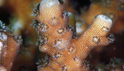 Acropora Coral