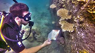 Intern surveying coral