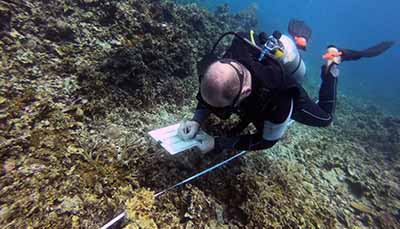 Scuba Diver conducting Reef Check