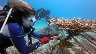 Coral Maintenance Dive