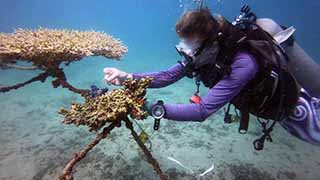 Measuring corals