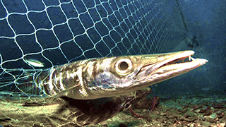 Barracuda in Net