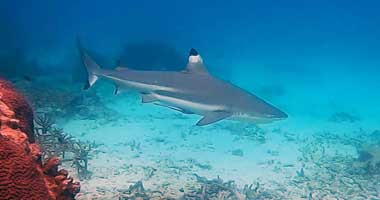 BlackTip Reef Shark