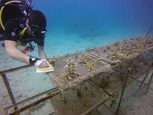 Coral Restoration Maintenance