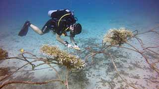 Cleaning Coral Restoration Area