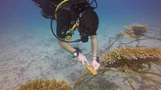 Coral maintenance