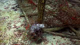 Dead grouper in net
