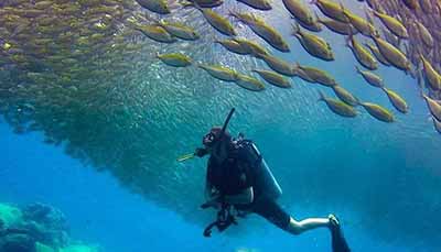 School of fish with diver