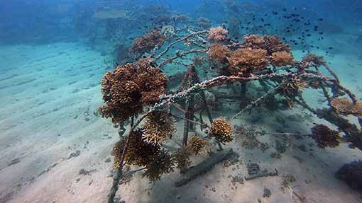 Junkyard Reef