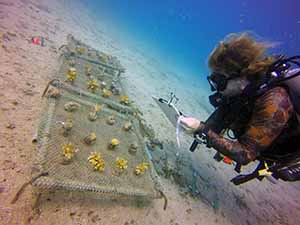 Research on Tunicate growth