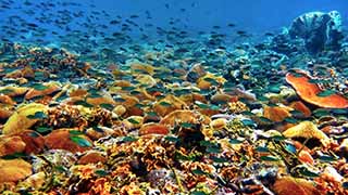 Coral Reef and fish