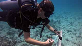 Reef Check Fish Identification