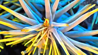 thecoraltribe.com-marine-invertebrate-ecology-cots-seastar Coral Maintenance Dive