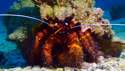 thecoraltribe.com-marine-invertebrate-ecology-crab Scuba Divers in water