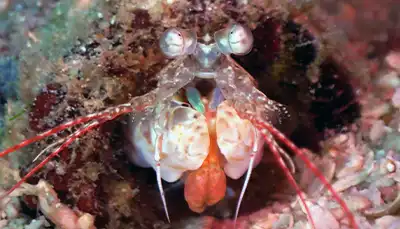 thecoraltribe.com-marine-invertebrate-ecology-mantis-shrimp Peak Performance Buoyancy