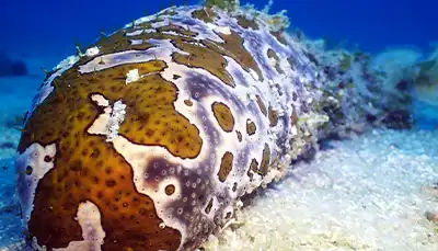 thecoraltribe.com-marine-invertebrate-ecology-sea-cucumber Scuba diver boat entry