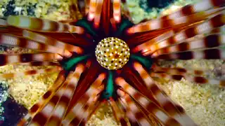 thecoraltribe.com-marine-invertebrate-ecology-urchin Jenny measuring coral